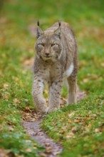 A lynx roams cautiously through the green, autumnal forest. Its gait is determined and alert, Lynx