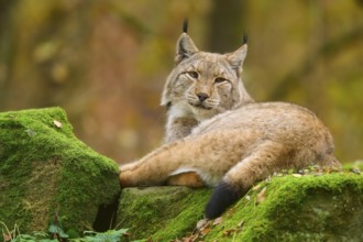 A lynx lies comfortably on mossy stones in autumn forest, looking peaceful and relaxed, Lynx (Lynx
