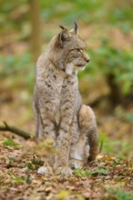 A resting lynx sits calmly in autumn forest and enjoys the quiet surroundings, Lynx (Lynx lynx),