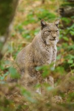 A lynx sits camouflaged in the dense green of the forest. The surroundings appear mysterious and