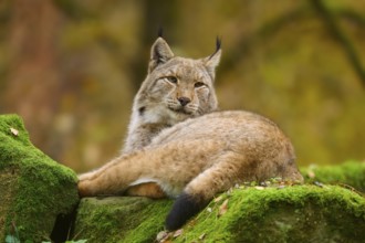 A relaxed lynx lies on a moss-covered rock in the forest. The autumnal surroundings give the