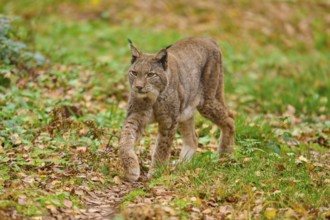A lynx walks attentively through the leaf-covered forest. The atmosphere is dynamic and lively,