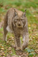 A lynx moves purposefully through the autumn forest. Its gaze is focussed and attentive, Lynx (Lynx
