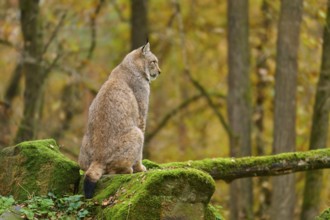 A lynx sits on a moss-covered stone and looks into the autumn forest. The atmosphere is calm and