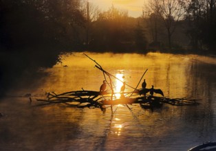 Atmospheric sunrise over the Lippe river in autumn with cormorants, Lippeaue, Lippstadt, North