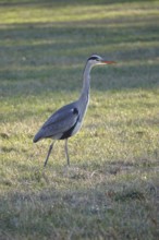 Grey heron in a meadow, winter, Germany
