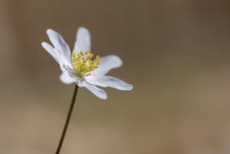 Wood anemone / European thimbleweed (Anemone nemorosa) close-up of white flower showing yellow