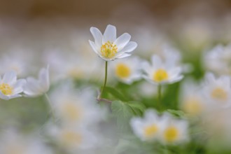 Colonial growth of wood anemones / European thimbleweed (Anemone nemorosa) white flowers blooming