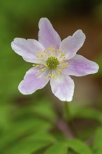 Wood anemone / European thimbleweed (Anemone nemorosa) pink flower blooming in spring forest