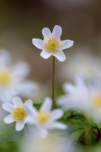 Wood anemone / European thimbleweed (Anemone nemorosa) close-up of white flower showing yellow