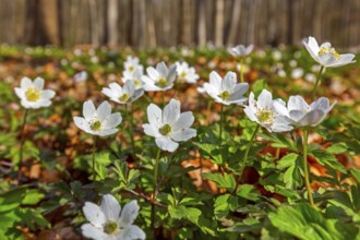 Colonial growth of wood anemones / European thimbleweed (Anemone nemorosa) white flowers blooming
