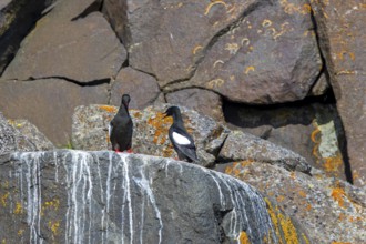Black guillemot / tystie (Cepphus grylle) pair in breeding plumage nesting on rock ledge in sea