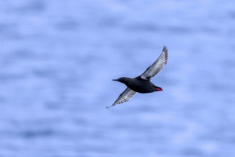 Black guillemot / tystie (Cepphus grylle) in breeding plumage flying over the Arctic Ocean along