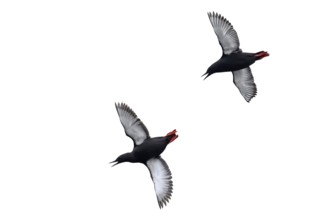 Two Black guillemots, tystie (Cepphus grylle) in breeding plumage flying against white background