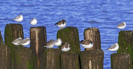Sanderlings, ruddy turnstones and purple sandpiper in winter plumage resting on wooden breakwater,