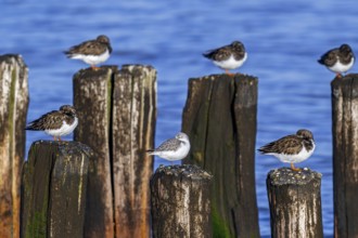 Sanderling and ruddy turnstones (Arenaria interpres) in winter plumage resting on wooden