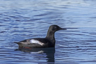 Black guillemot / tystie (Cepphus grylle) in breeding plumage swimming in the Arctic ocean along