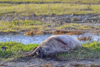 Rotten seal carcass for Dood doet Leven, project by Zeeuwse Landschap placing carcasses of dead