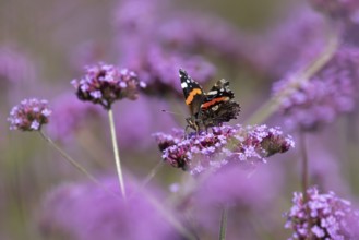 Red admiral butterfly (Vanessa atalanta) adult insect feeding on garden purple Verbena flowers in