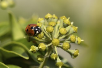 Seven-spot ladybird (Coccinella septempunctata) adult insect on an Ivy plant flower in summer,