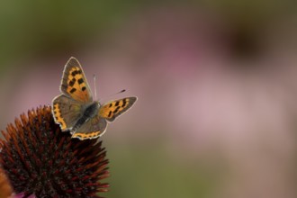 Small copper butterfly (Lycaena phlaeas) adult insect on a Coneflower (Echinacea purpurea) plant