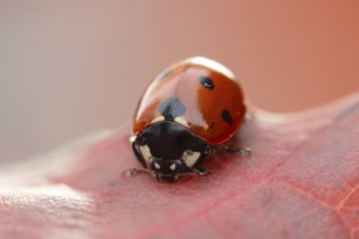 Seven-spot ladybird (Coccinella septempunctata) adult insect on a fallen red tree leaf in autumn,