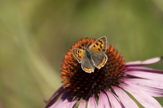 Small copper butterfly (Lycaena phlaeas) adult insect feeding on a Coneflower (Echinacea purpurea)