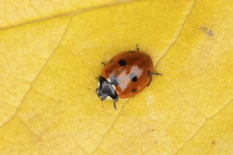 Seven-spot ladybird (Coccinella septempunctata) adult insect on a fallen yellow tree leaf in
