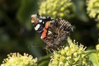 Red admiral butterfly (Vanessa atalanta) adult insect feeding on Ivy flowers in the summer,