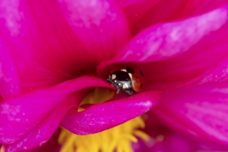 Seven-spot ladybird (Coccinella septempunctata) adult insect on a garden Dahlia flower in summer,