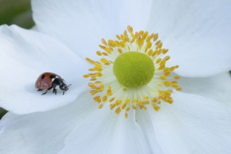 Seven-spot ladybird (Coccinella septempunctata) adult insect on an Japenese anemone plant flower in