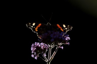 Red admiral butterfly (Vanessa atalanta) adult insect feeding on garden Verbena flowers in the