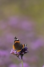 Red admiral butterfly (Vanessa atalanta) adult insect feeding on garden purple Verbena flowers in