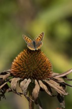Small copper butterfly (Lycaena phlaeas) adult insect on a Coneflower (Echinacea purpurea) plant