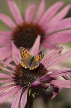 Small copper butterfly (Lycaena phlaeas) adult insect feeding on a Coneflower (Echinacea purpurea)