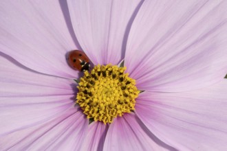 Seven-spot ladybird (Coccinella septempunctata) adult insect on a garden Cosmos flower in summer,