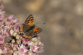 Small copper butterfly (Lycaena phlaeas) adult insect feeding on a garden pink Sedum flower in