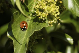 Seven-spot ladybird (Coccinella septempunctata) adult insect on an Ivy plant leaf in summer,