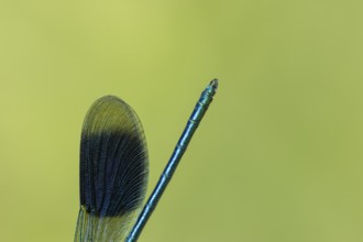 Banded demoiselle damselfly (Calopteryx splendens) adult male insect close up of its wing and tail