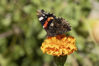 Red admiral butterfly (Vanessa atalanta) adult insect feeding on garden orange French marigold