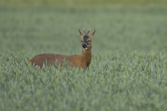 Roe deer (Capreolus capreolus) adult animal male roebuck in a farmland wheat field in summer,