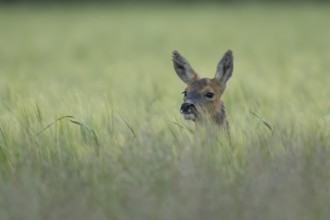 Roe deer (Capreolus capreolus) adult animal female doe in a farmland barley field in summer,