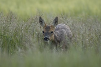 Roe deer (Capreolus capreolus) adult animal female doe in a farmland cereal field in summer,