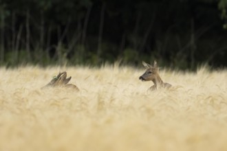 Roe deer (Capreolus capreolus) adult male roebuck and female doe two animals in a farmland barley