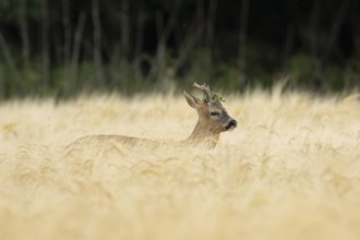 Roe deer (Capreolus capreolus) adult animal male roebuck in a farmland barley field in summer,