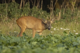 Roe deer (Capreolus capreolus) adult animal male roebuck feeding in a farmland sugarbeet field in