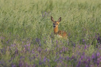 Roe deer (Capreolus capreolus) adult animal female doe in a farmland cereal field with purple vetch