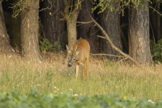 Roe deer (Capreolus capreolus) adult animal male roebuck on the edge of a farmland sugarbeet field