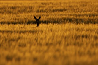 Roe deer (Capreolus capreolus) silhouette of an adult animal female doe in a farmland barley field