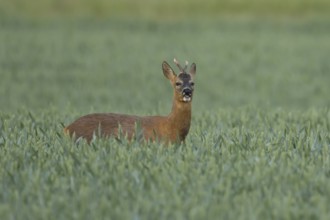Roe deer (Capreolus capreolus) adult animal male roebuck feeding in a farmland wheat field in